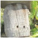 ruche tronc au musée de la châtaigne