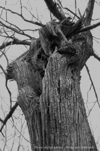 Les arbres en haute cévennes (2)