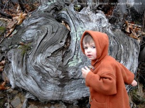Les arbres en haute cévennes (3)