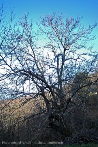 Les arbres en haute cévennes (4)