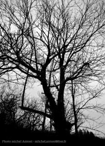 Les arbres en haute cévennes