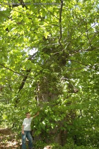 Les arbres en hautes cevennes (1)