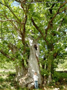 Les arbres en hautes cevennes
