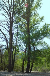 la rivire au pont de souillas (19)  