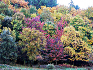 chateau aujac automne 2015 (1)  