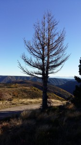 photos telephone 2015 581  