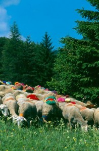 TRANSHUMANCE