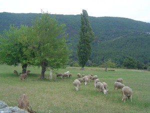 mouton  et chevre