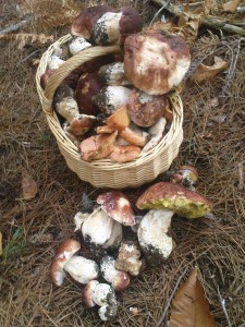 Cèpes de décembre rando 